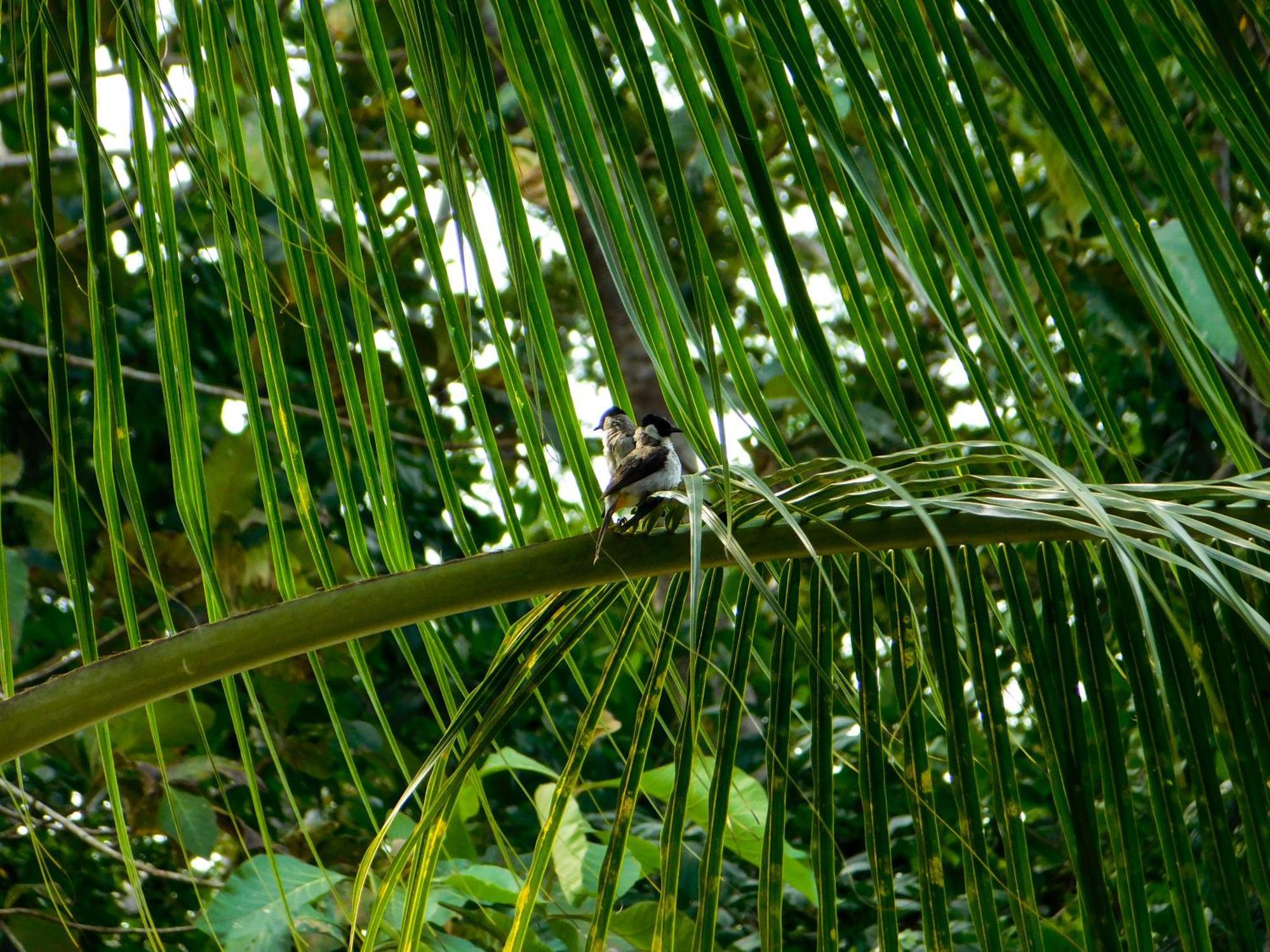 Rnv Eco Resort Bungalows Batukaras Eksteriør bilde